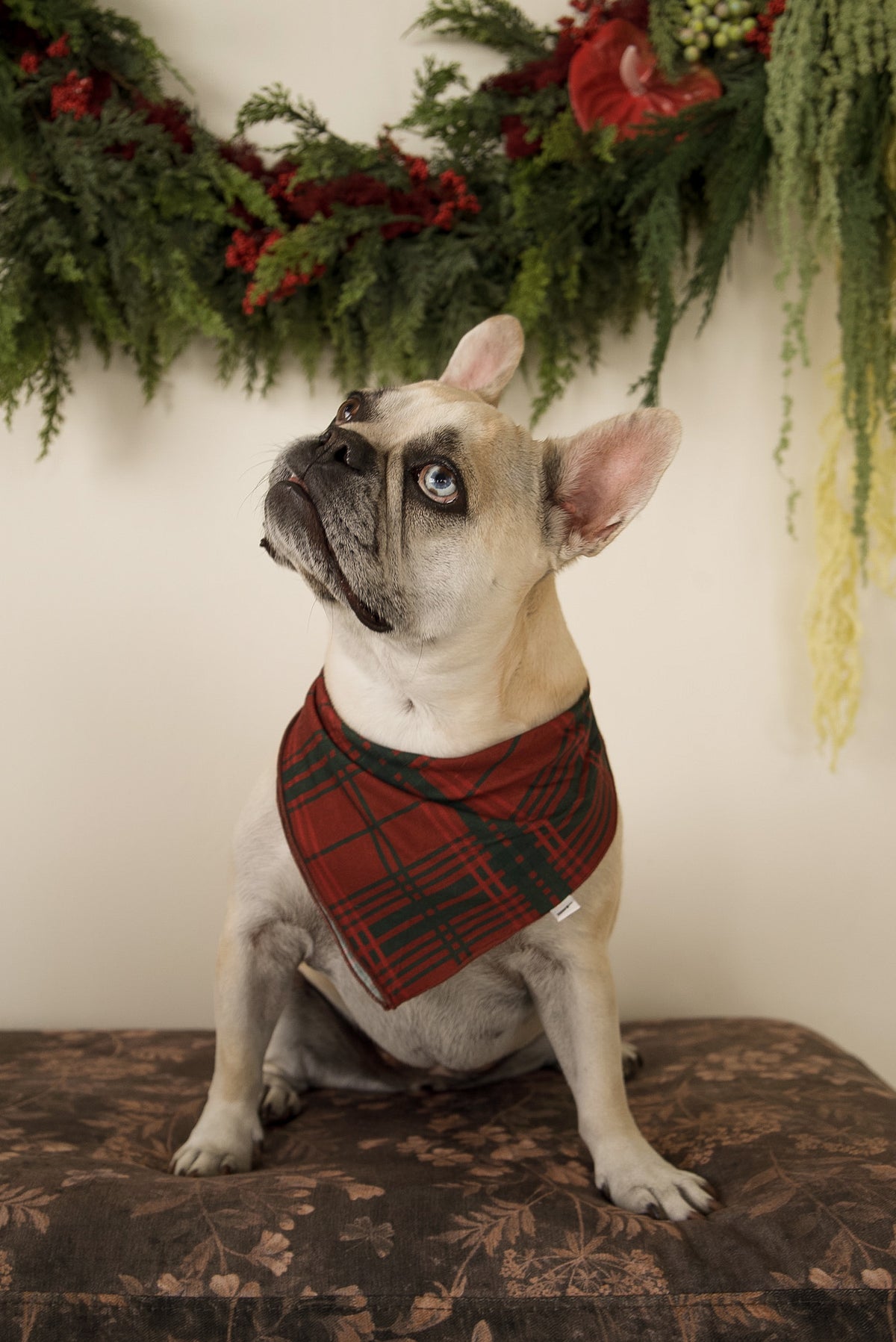 A French bulldog wearing a Bamboo Bandana | Christmas Plaid sits in front of a holiday garland.