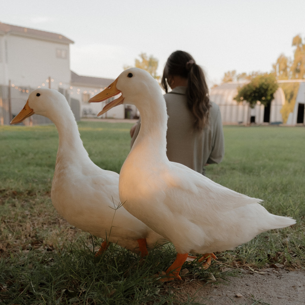 Two white ducks stand on grass near a person sitting with their back turned. Buildings, trees, and string lights are visible in the background during daylight.