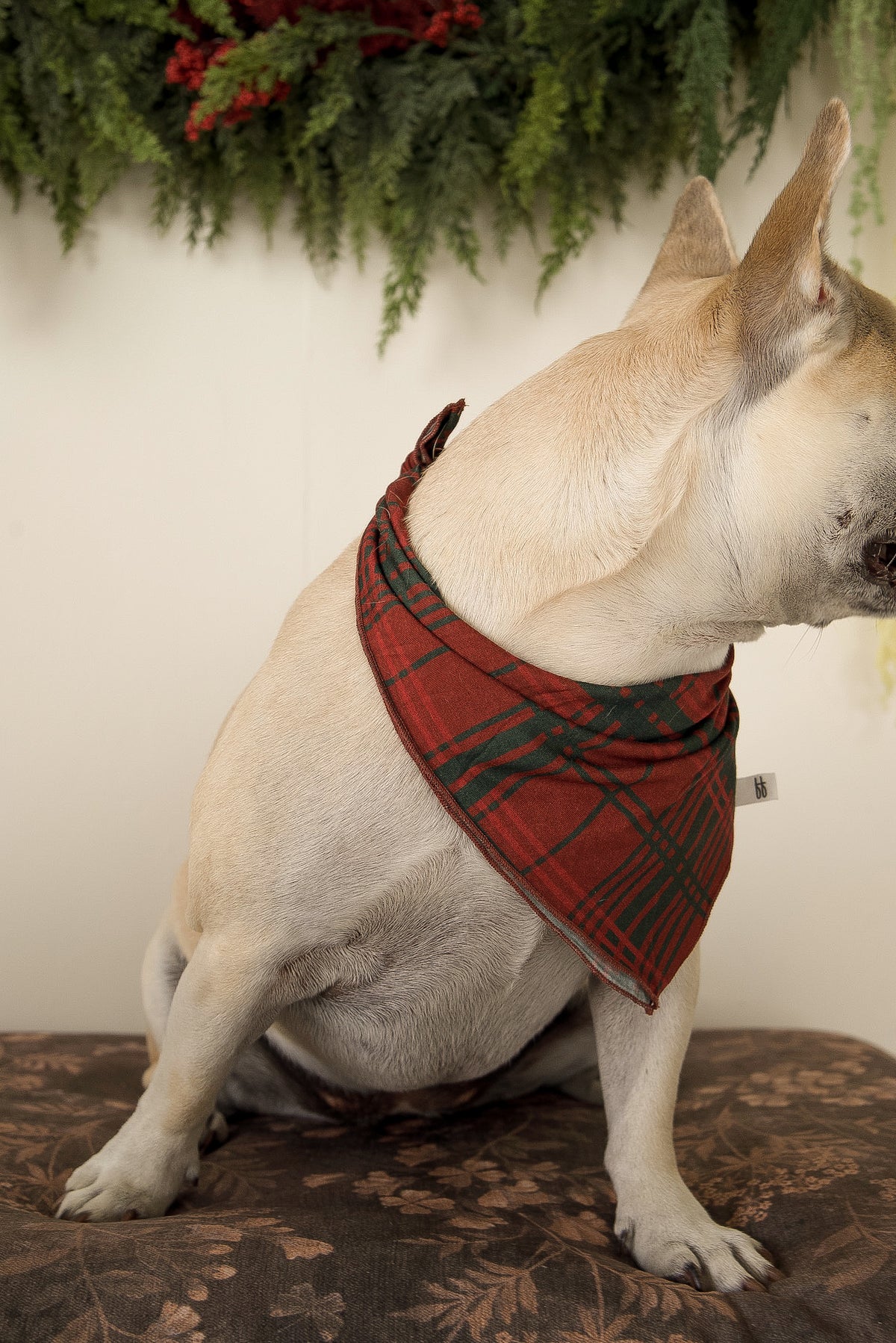 A light-colored French bulldog wearing a Bamboo Bandana | Christmas Plaid.