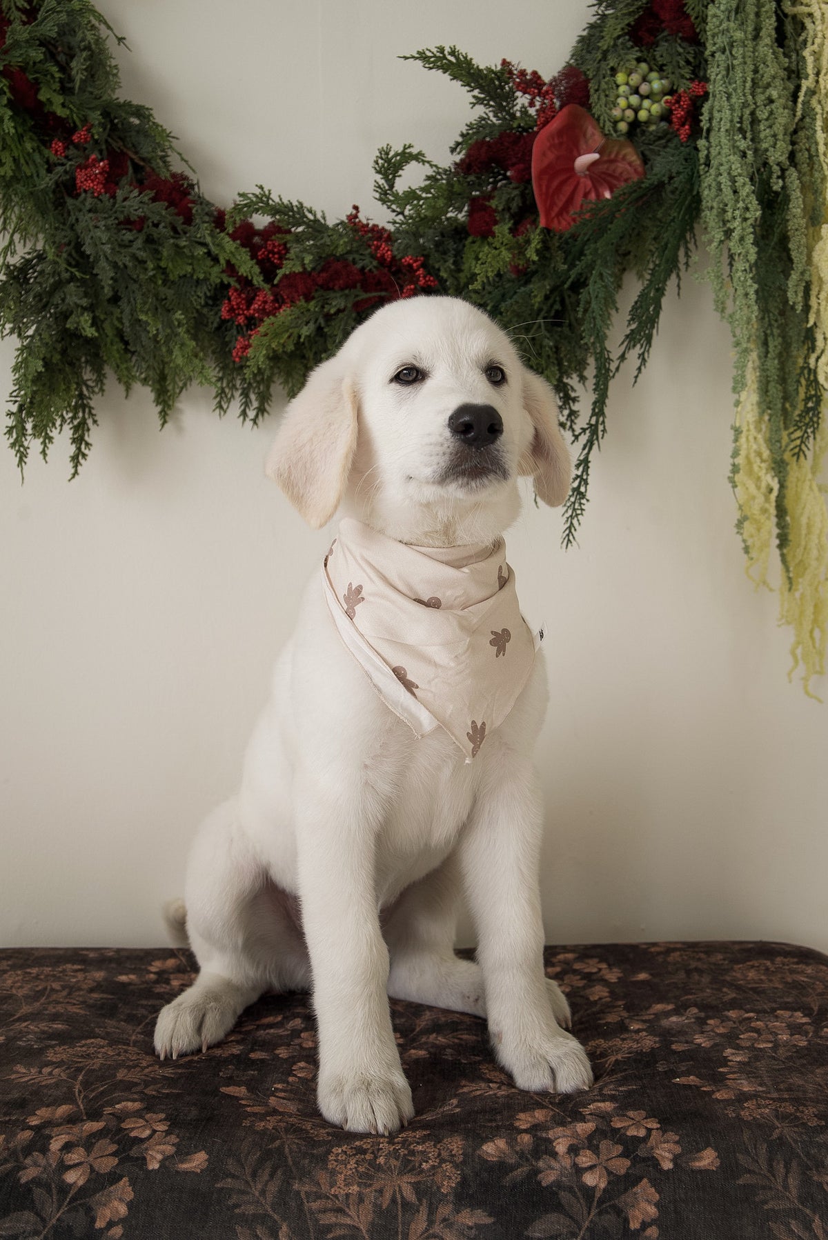 A light-colored puppy wearing a pale pink Bamboo Bandana | Gingersnap with a brown leaf print.