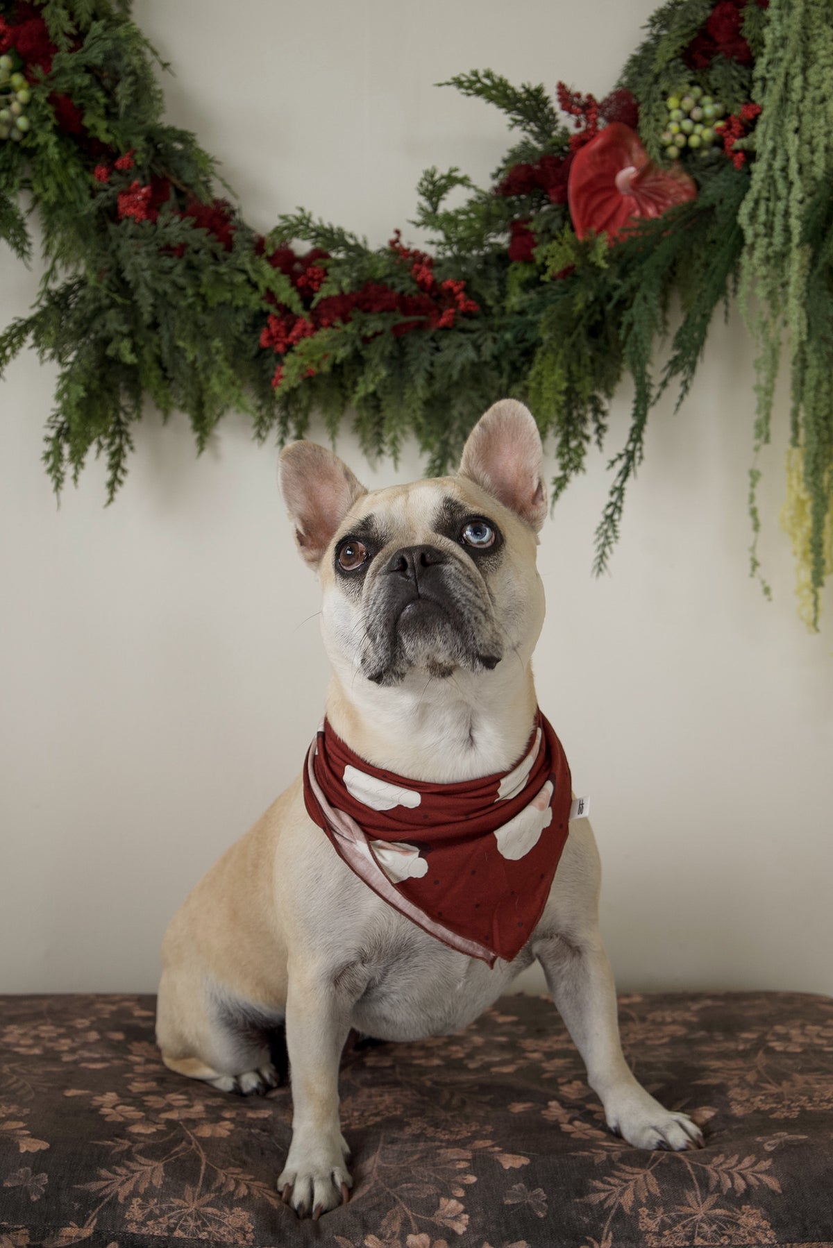 French bulldog with one blue eye and one brown eye, wearing a dark red Bamboo Bandana | Vintage Santa with a white pattern.
