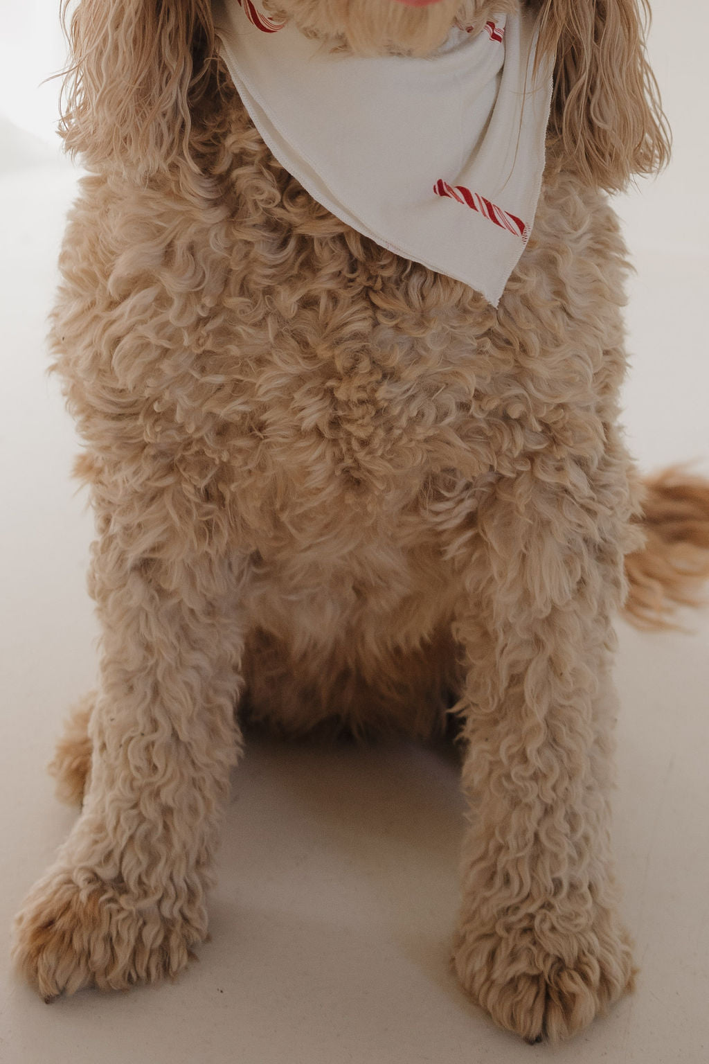 A curly-haired dog sits on a light floor wearing the Bamboo Bandana | Candy Cane by forever french baby—a white bandana with red candy cane patterns. The dog's face is partially out of frame.
