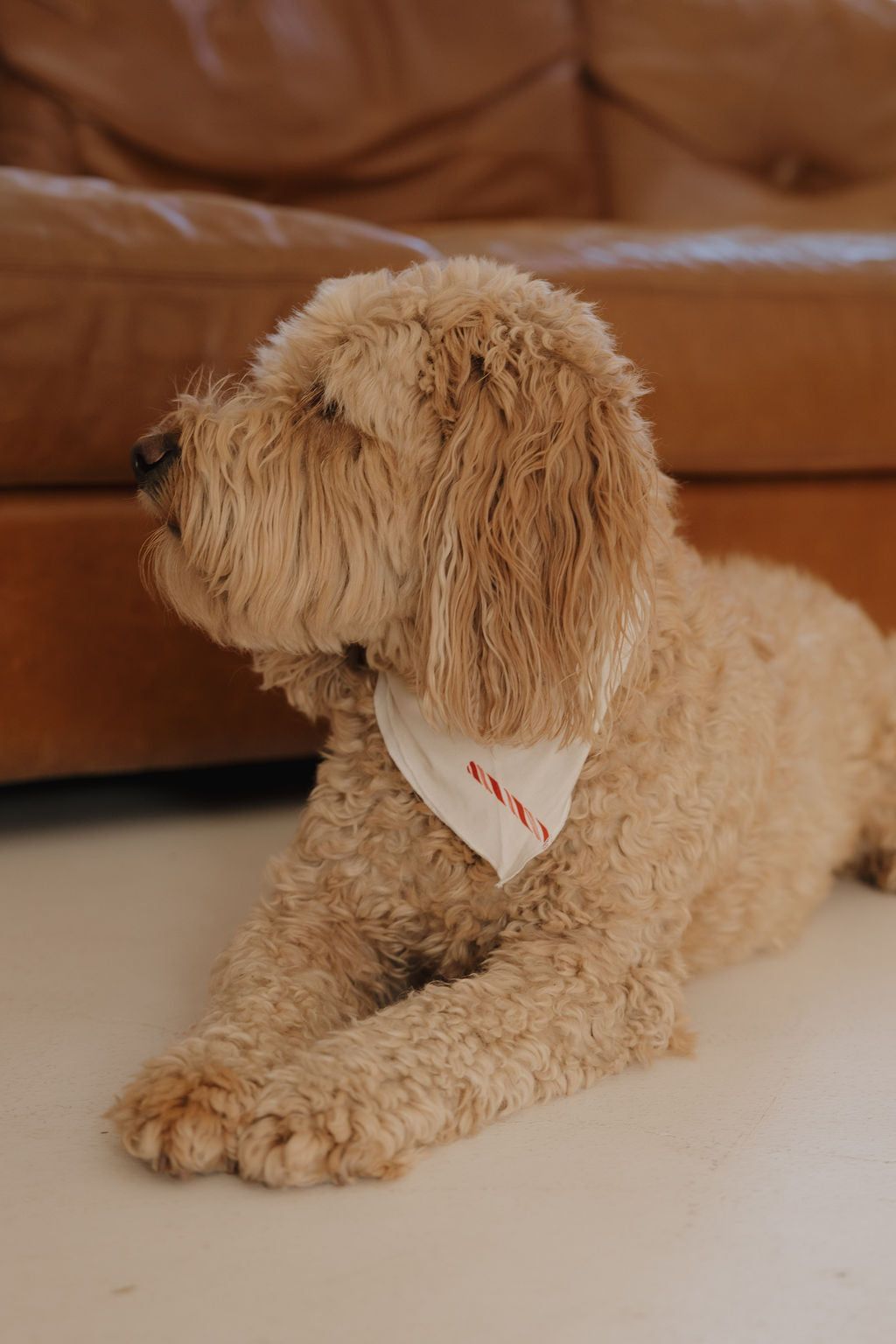 A curly, light brown dog wearing the forever french baby Bamboo Bandana | Candy Cane lies on a white floor in front of a brown leather couch, facing left.