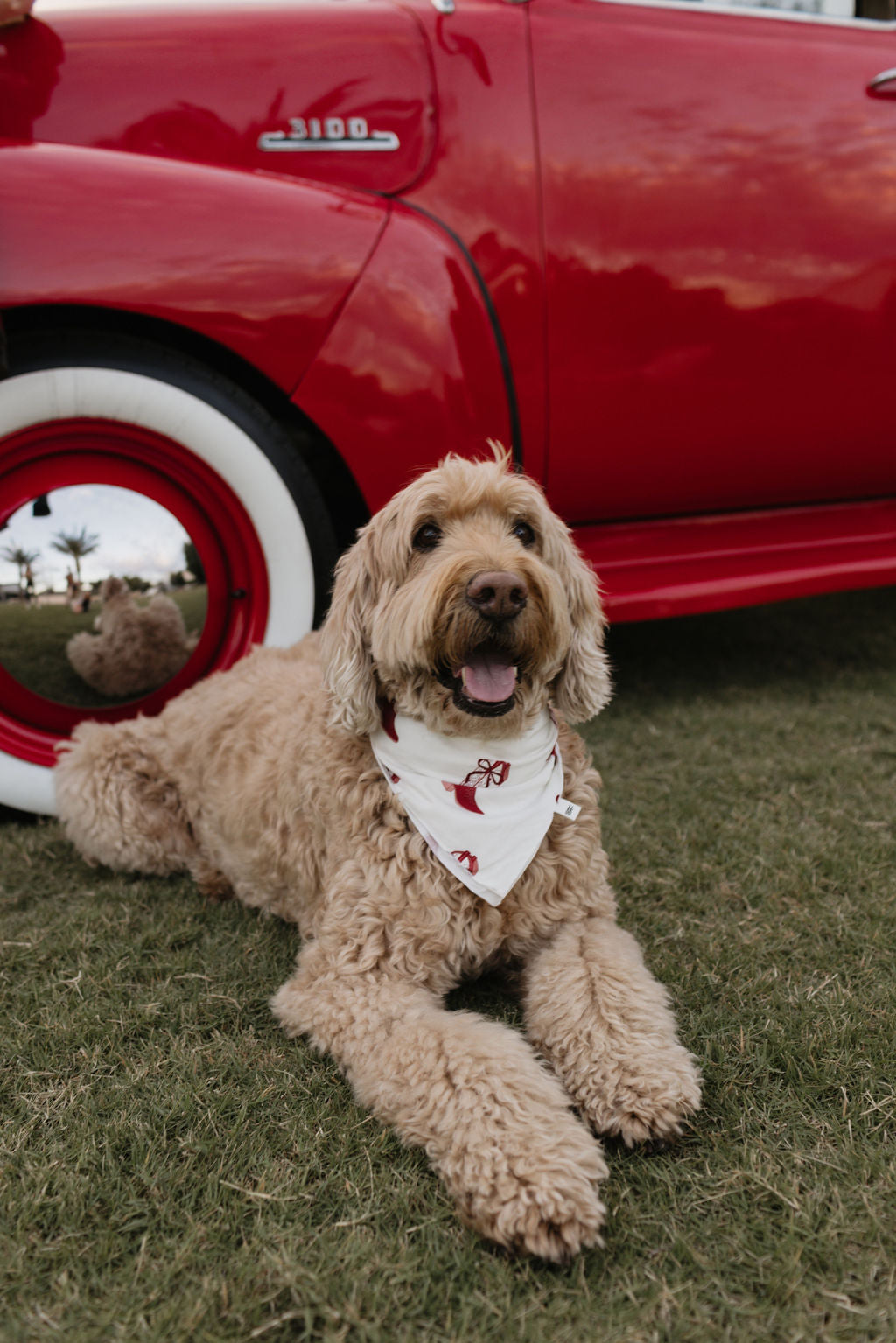 A fluffy tan dog wearing a lolo webb Bamboo Bandana in the Cowgirl Christmas design lounges on the grass before a vintage red car with a gleaming chrome hubcap, where the dog's reflection is visible. The car's whitewall tire catches the eye.