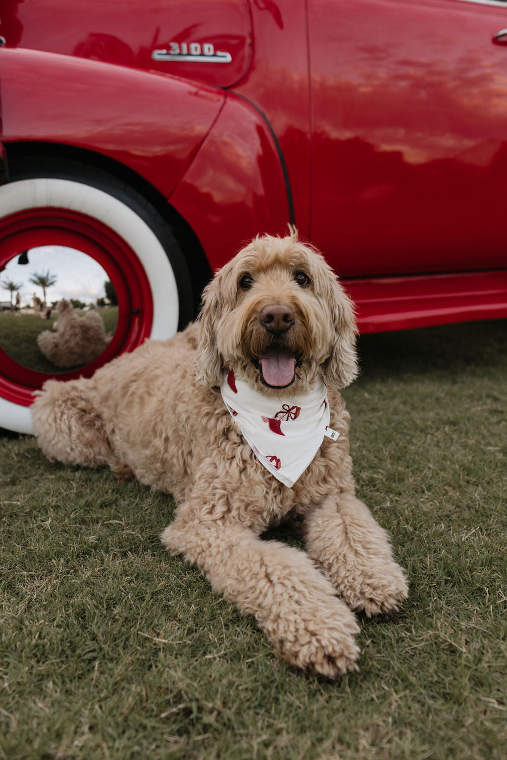 A fluffy golden doodle wearing the lolo webb Bamboo Bandana in the Cowgirl Christmas design lies on the grass before a vintage red car with whitewall tires. The dog's tongue is out, and the shiny hubcap mirrors part of the charming scene, perfect for capturing holiday moments.