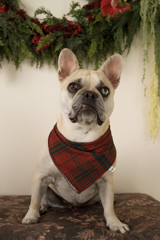 French Bulldog wearing a Bamboo Bandana | Christmas Plaid.