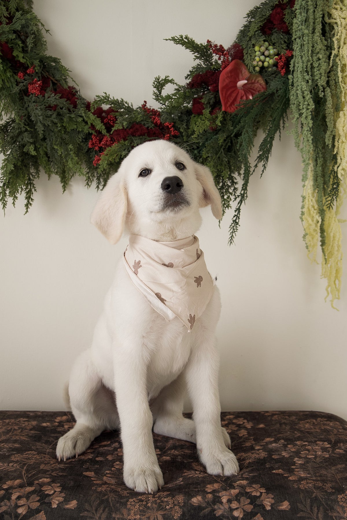 A white puppy sits in front of a holiday wreath wearing a pale pink Bamboo Bandana | Gingersnap with a small cactus pattern.