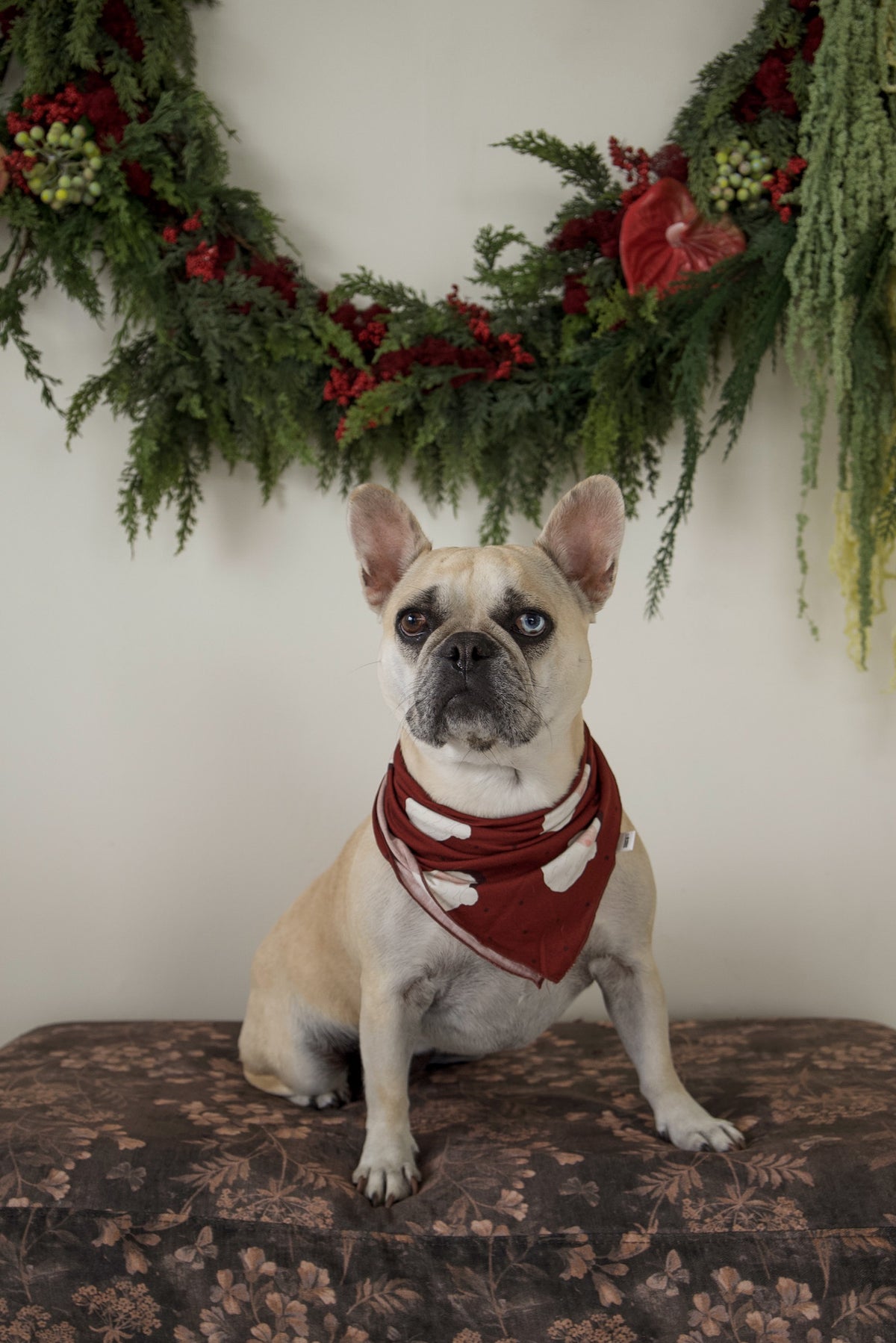 A fawn French bulldog with heterochromia wears a Bamboo Bandana | Vintage Santa, sitting in front of a holiday wreath.