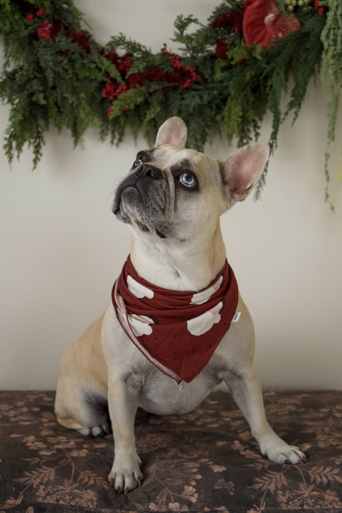 French bulldog wearing a Bamboo Bandana | Vintage Santa.