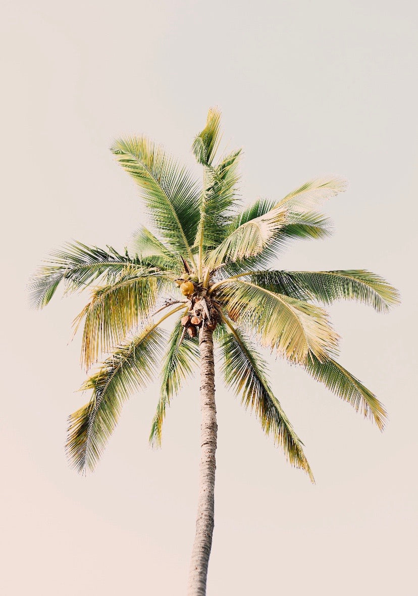 A single tall palm tree with lush, green fronds radiating from the top stands against a light, clear sky. The image is captured from a low angle, emphasizing the height and elegance of the tree—just like the cherished memories that come with gifting someone special a Forever French Baby Gift Card from Forever French, experiences that go beyond what dollar amounts or gift cards can convey.